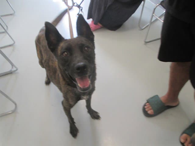 Unknown - Dutch Shepherd