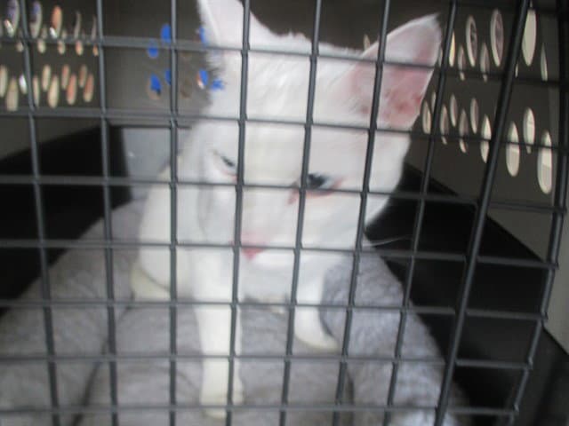 Blu - Domestic Short Hair