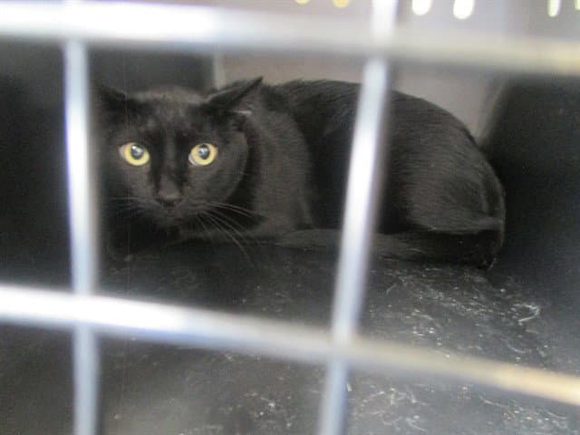 Chevy - Domestic Short Hair