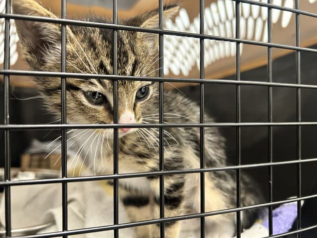 Trout - Domestic Short Hair