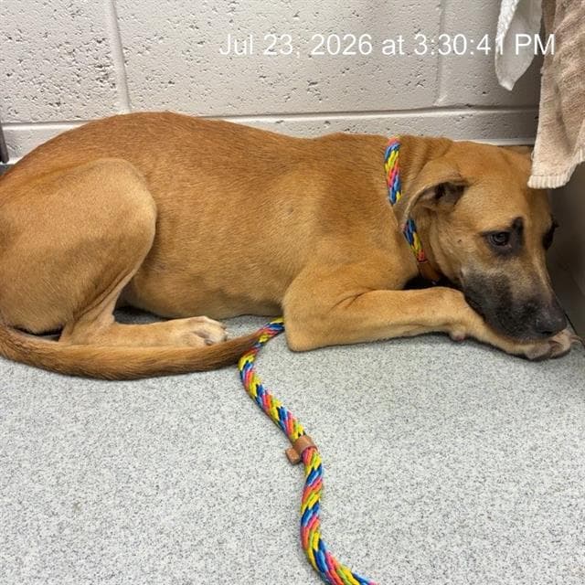 Do-Si-Dos - Black Mouth Cur