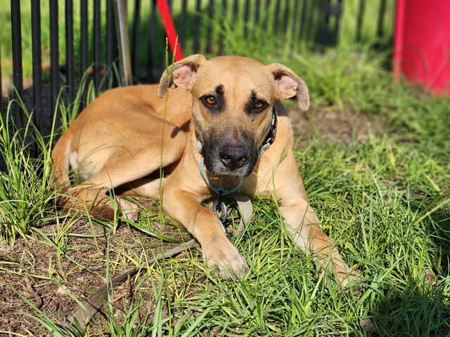 Do-Si-Dos - Black Mouth Cur