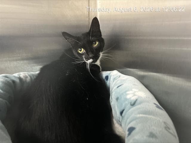 Zoe - Domestic Short Hair