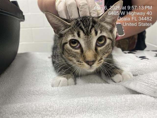 Unknown - Domestic Short Hair