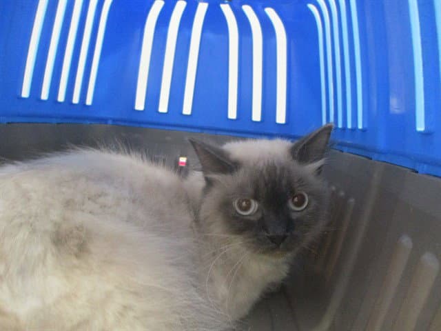 Willy Wonka - Ragdoll