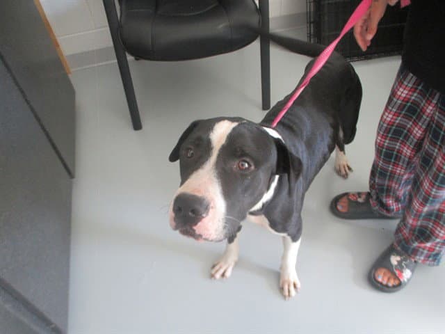 Unknown - American Pit Bull Terrier