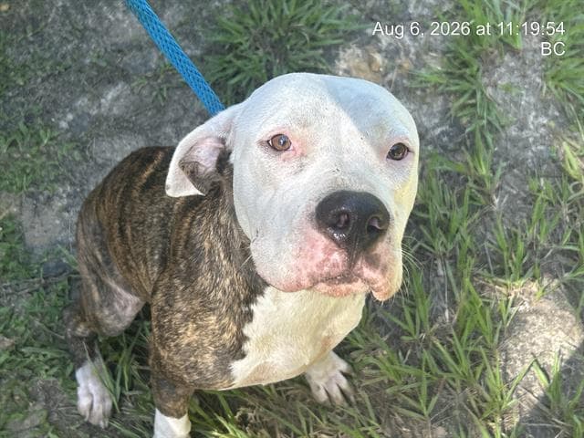 Unknown - American Staffordshire Terrier