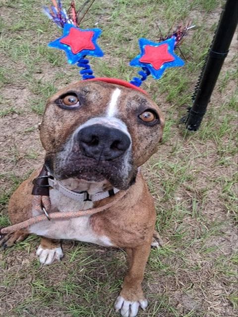 Blue Bell - Boxer