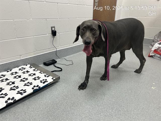 Zena - Weimaraner