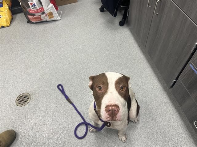 Hondo - American Pit Bull Terrier