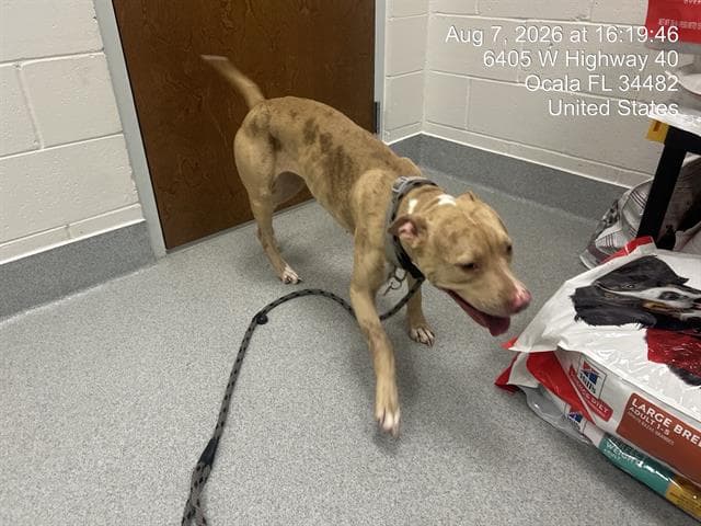 Lady - American Pit Bull Terrier