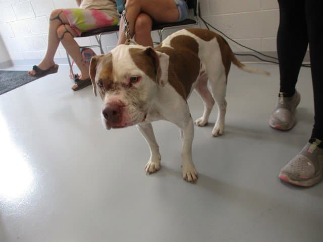 Dune - American Pit Bull Terrier