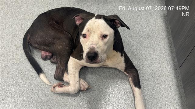 Sammy - American Bulldog