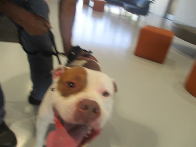 Rocco - Staffordshire Bull Terrier