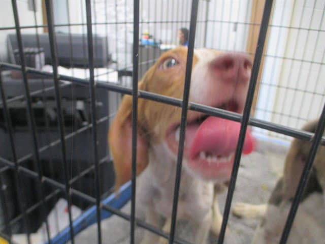 Unknown - Beagle