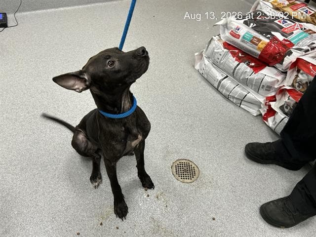 Maisie - Staffordshire Bull Terrier