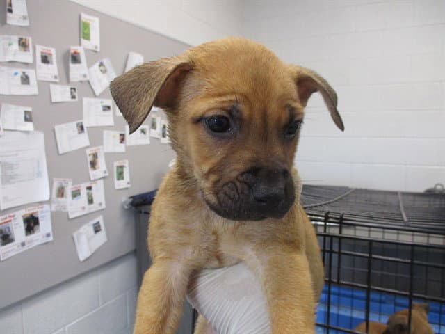 Unknown - Black Mouth Cur