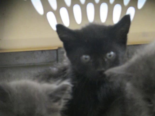 Dubbie - Domestic Short Hair
