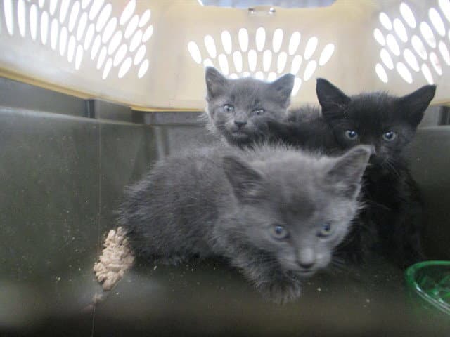 Asia - Domestic Short Hair