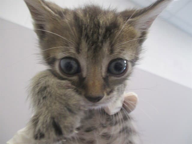 Spicy - Domestic Short Hair