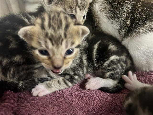 Unknown - Domestic Short Hair