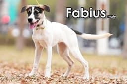 Fabius From Taiwan image 3