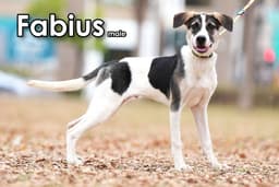Fabius From Taiwan image 1