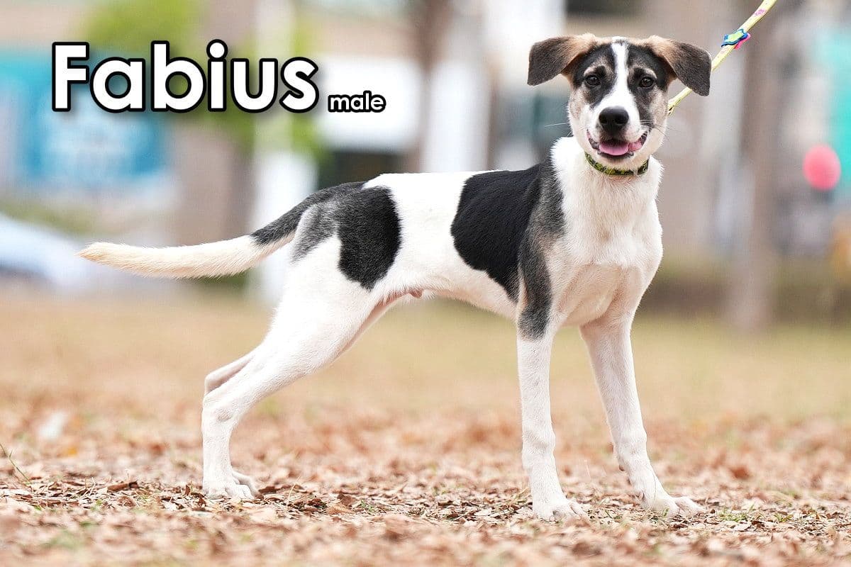 Fabius From Taiwan - Mountain Dog