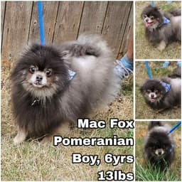 Mac Fox image 1