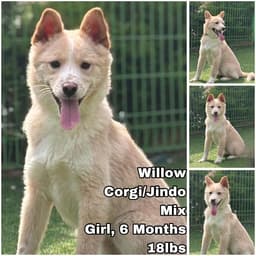 Willow From Korea image 1