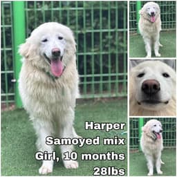 Harper From Korea image 1