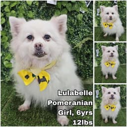 Lulabelle From Korea image 1