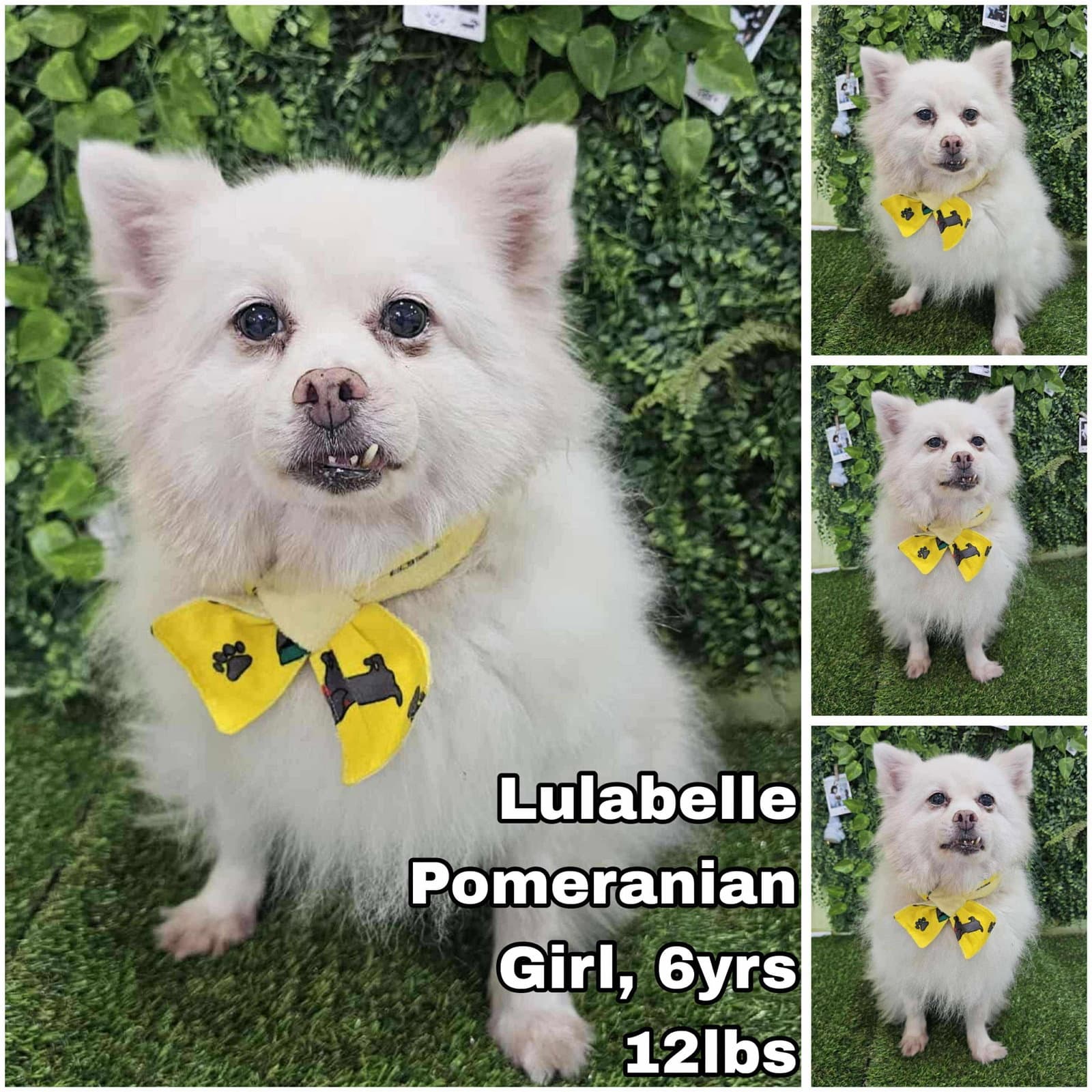 Lulabelle From Korea - Pomeranian
