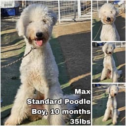 Max From Korea image 1
