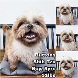 Buttons From Korea image 1