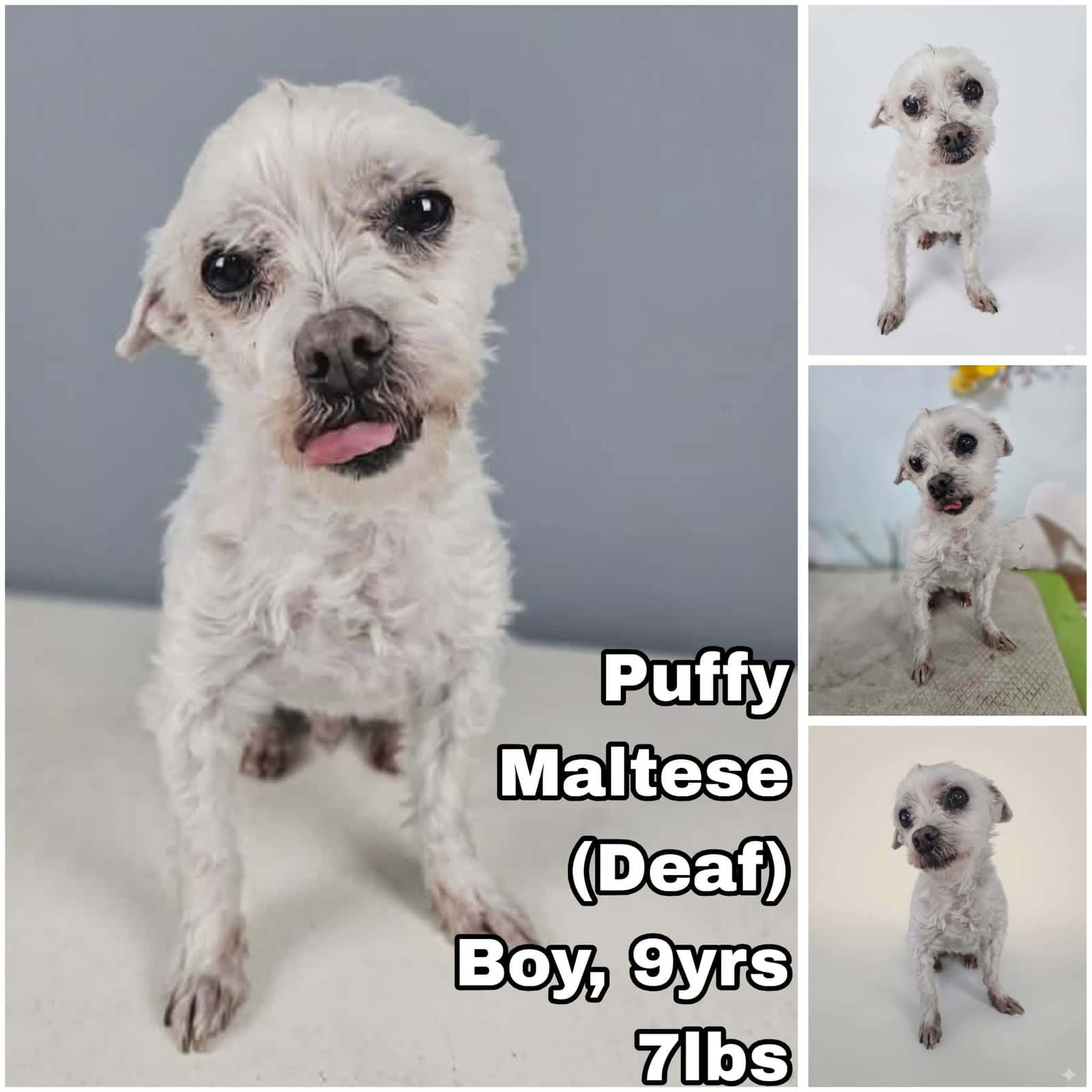 Puffy From Korea - Maltese