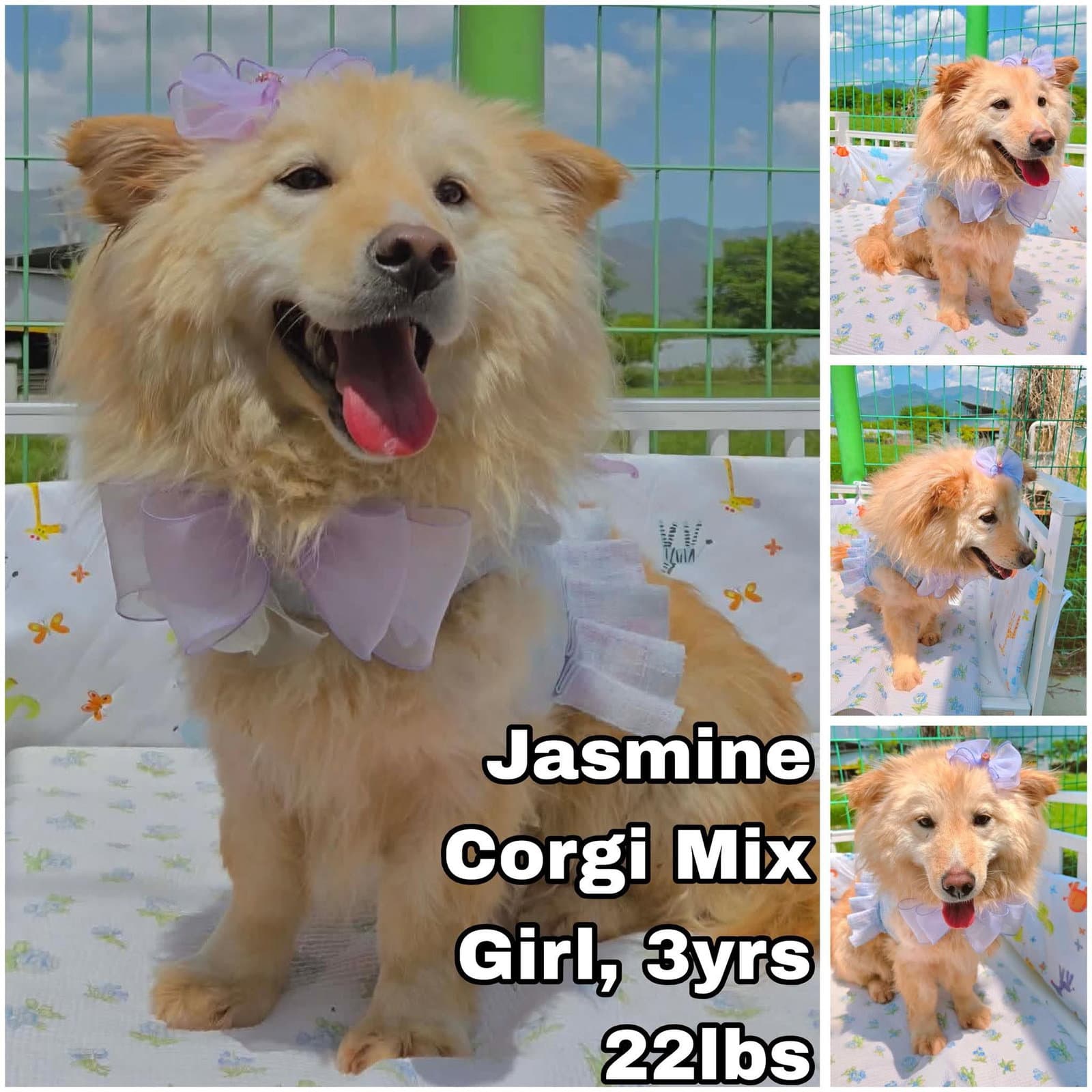 Jasmine From Korea - Corgi