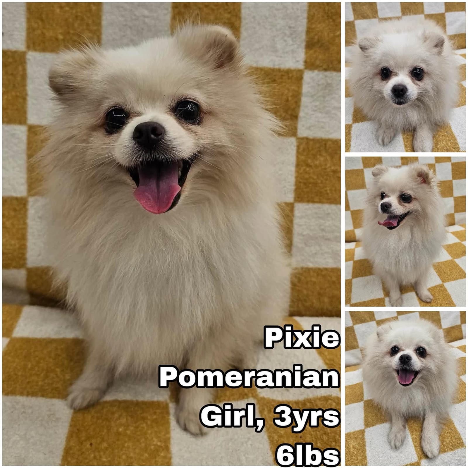 Pixie From Korea - Pomeranian