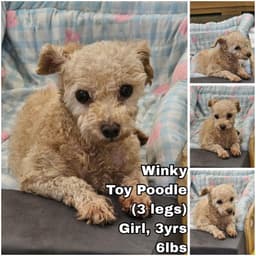 Winky From Korea image 1