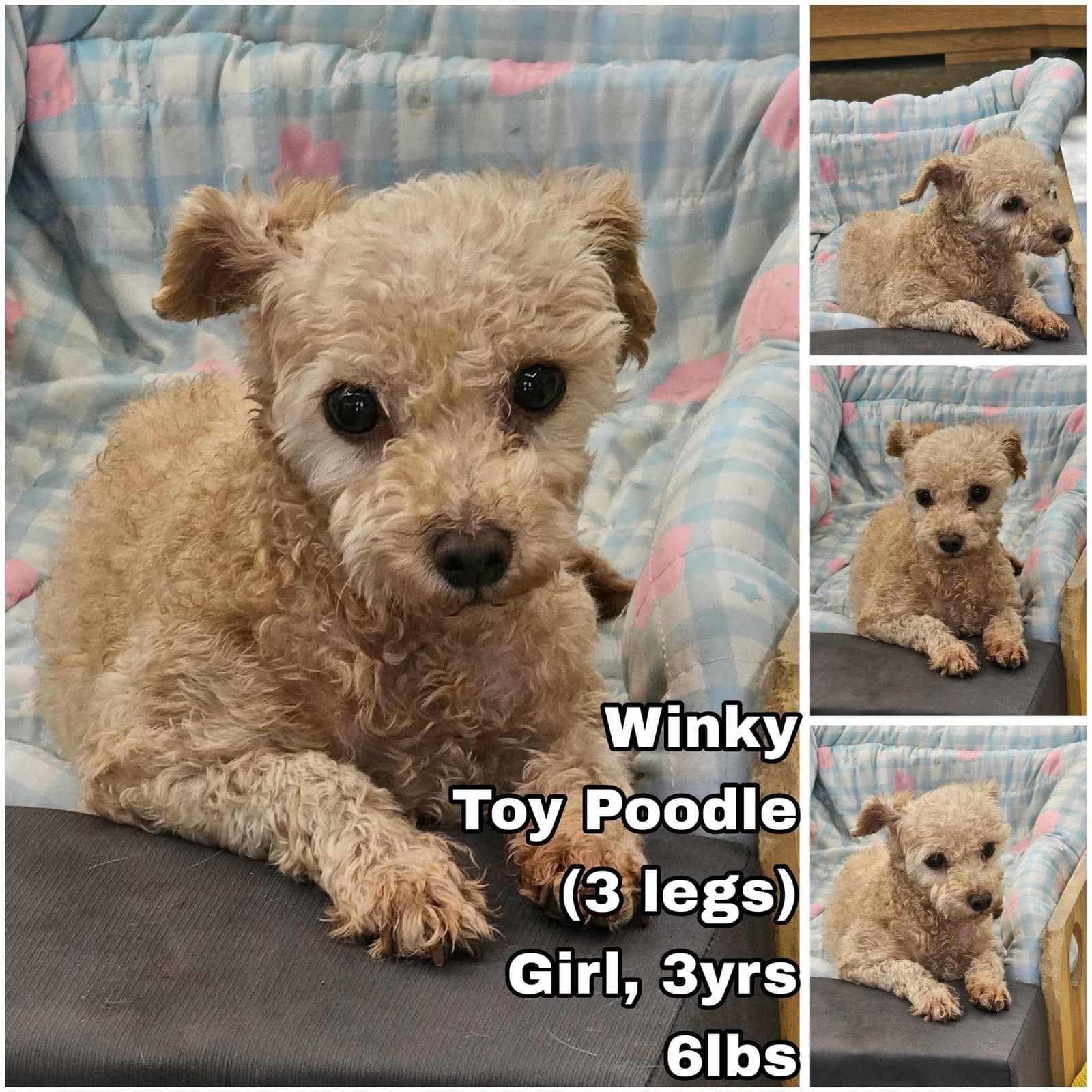 Winky From Korea - Poodle (Toy)