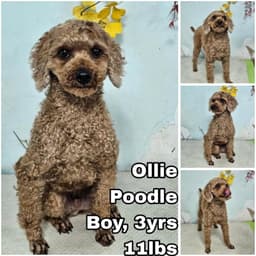 Ollie From Korea image 1