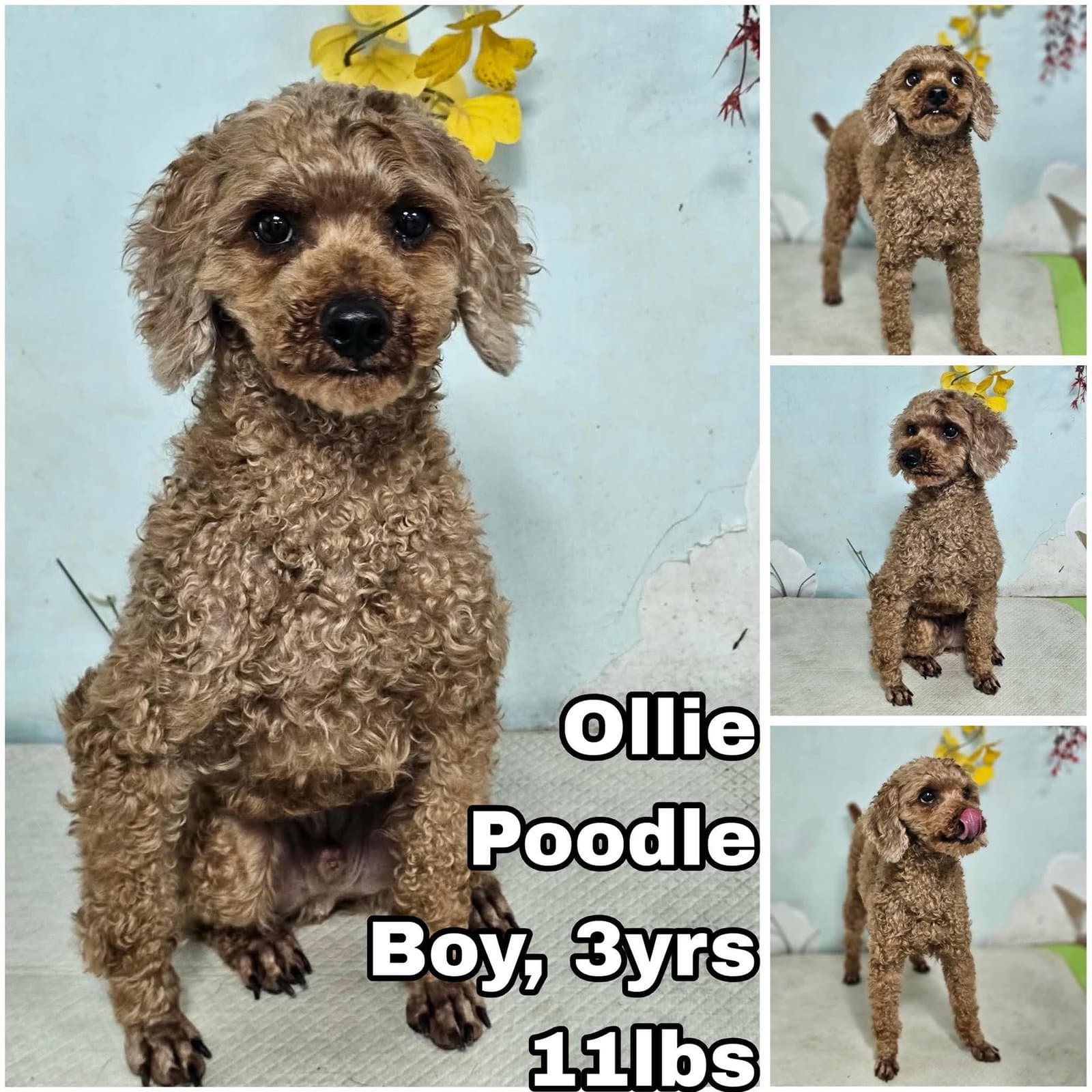 Ollie From Korea - Poodle (Miniature)