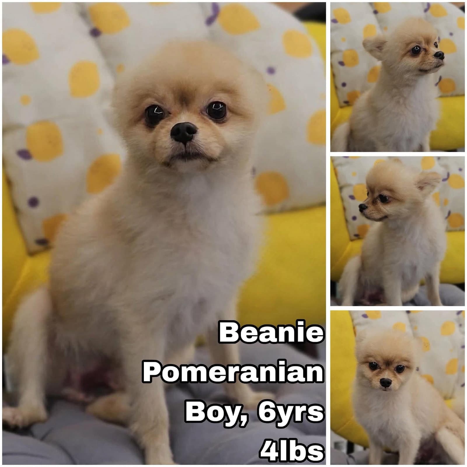 Beanie From Korea - Pomeranian