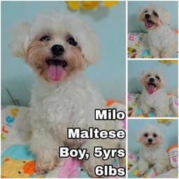 Milo From Korea image 1