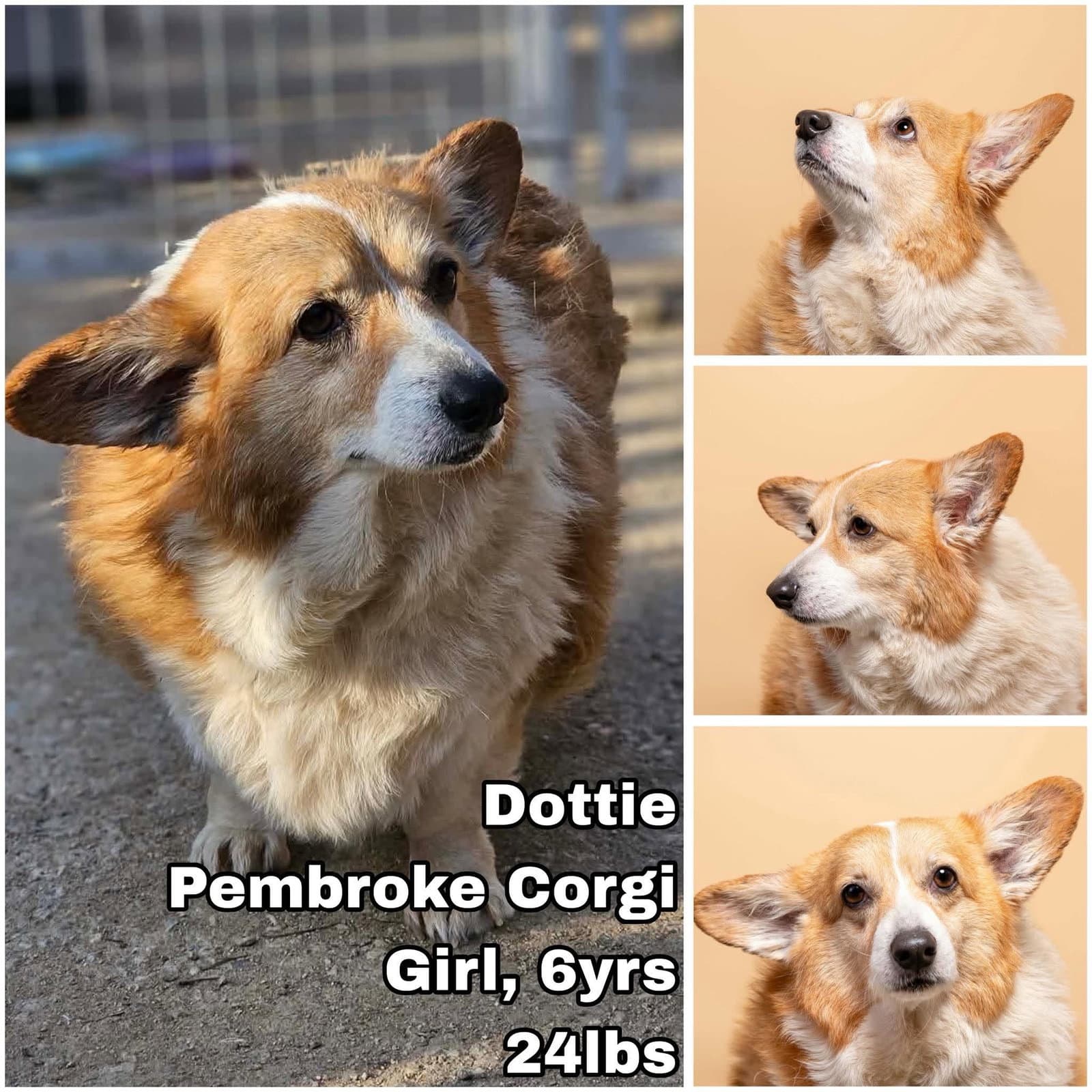 Dottie From Korea - Pembroke Welsh Corgi