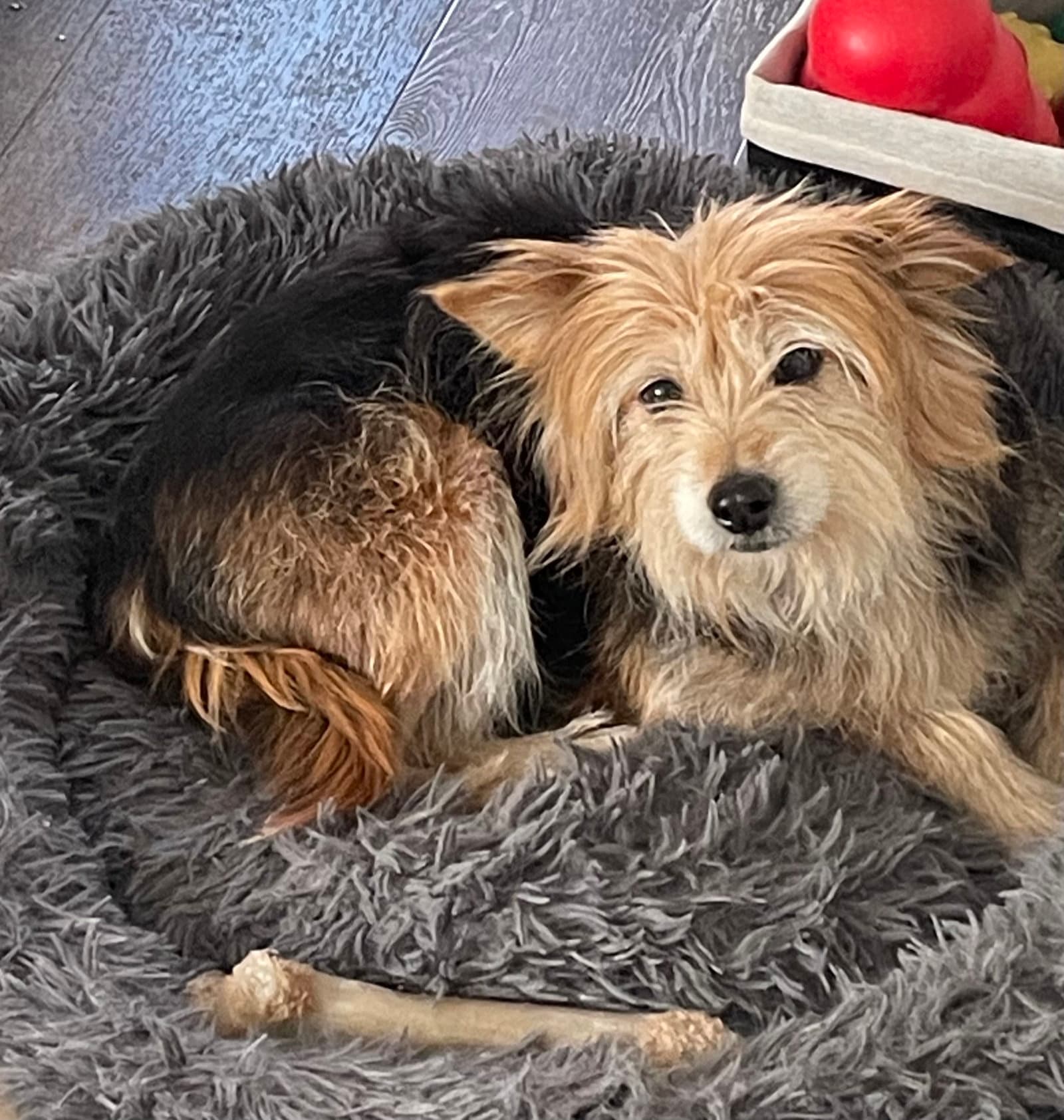 Muffin - Yorkshire Terrier Yorkie