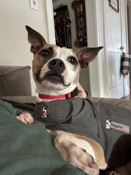 Mitsy image 1
