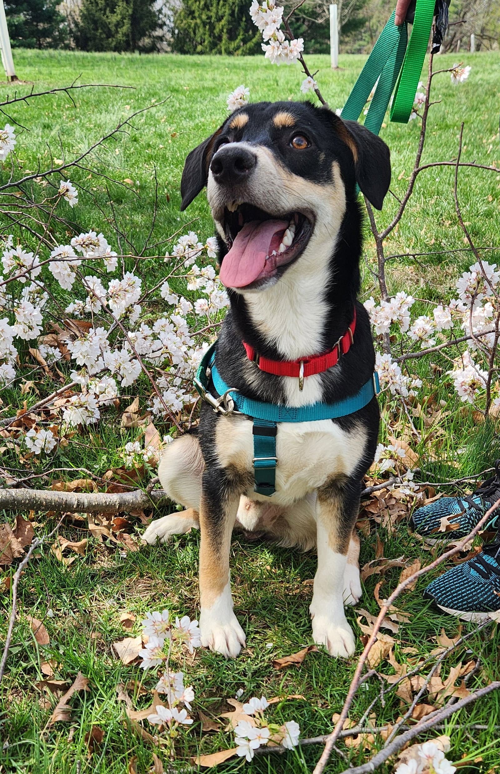 Thumbs - Shepherd