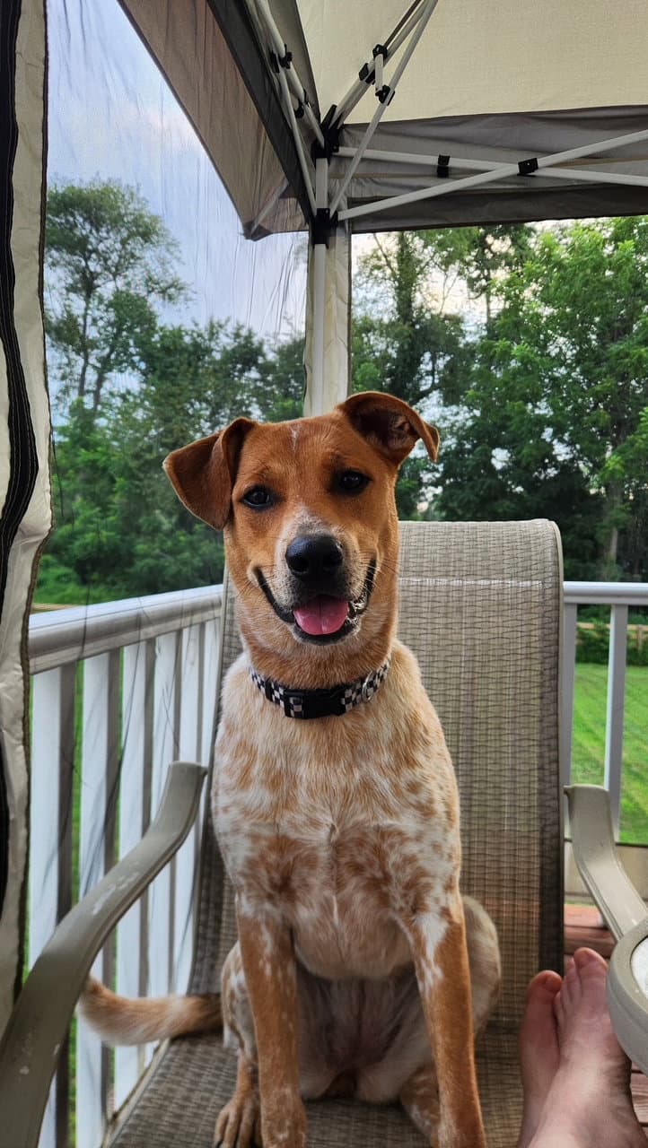 Pierogi - Cattle Dog