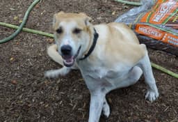 Odie image 1